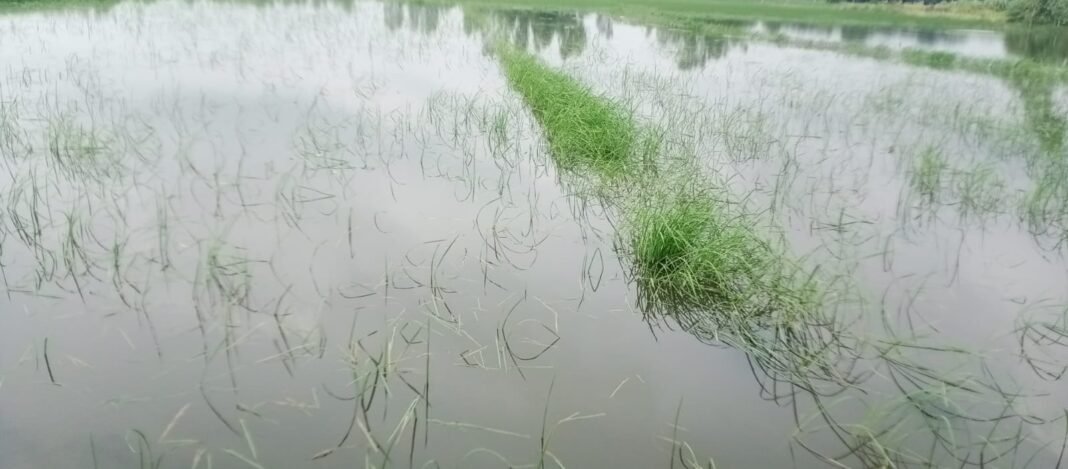 नाला सफाई न होने से दो हजार बीघा फसल जलमग्न, किसानों ने जेसीबी से सफाई की उठाई मांग नाला सफाई न होने से दो हजार बीघा फसल जलमग्न, किसानों ने जेसीबी से सफाई की उठाई मांग