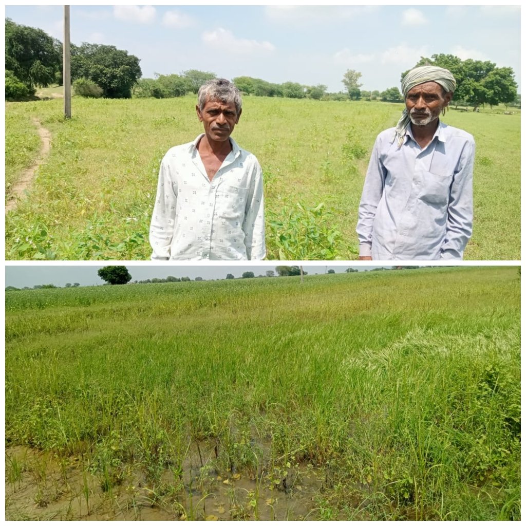 भारी बारिश से तिल, उड़द और मूंग की फसल चौपट, किसानों ने मांगा मुआवजा भारी बारिश से तिल, उड़द और मूंग की फसल चौपट, किसानों ने मांगा मुआवजा